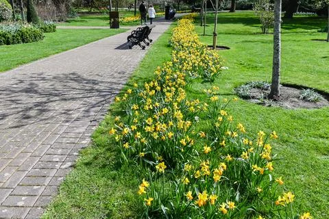 Sprouted spring flowers daffodils Stock Photos