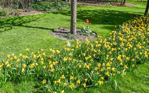 Sprouted spring flowers daffodils Stock Photos