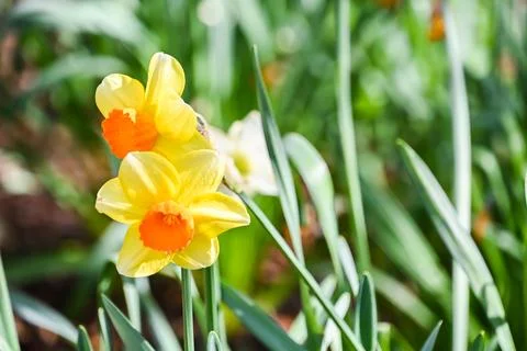 Sprouted spring flowers daffodils Foto stock