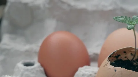 Sprouted sprout of cannabis from an egg. Eggs are in an environmentally friendly Video stock 128508306