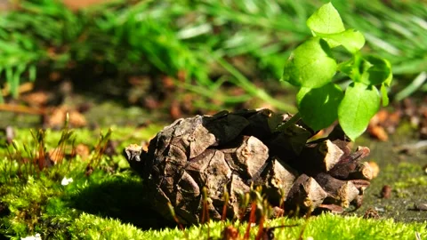 Sprouted sprout from a cone. Vidéo 133205282