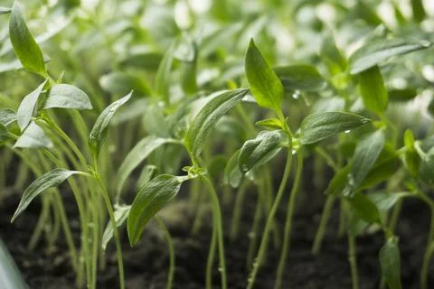 Sprouted sprouts of bell pepper Stock Photos