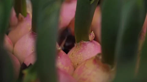 Sprouted tulip bulbs growing in plastic boxes in a home greenhouse. Stock Footage 238628183