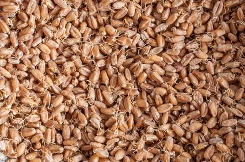 Sprouted wheat berries Stock Photos