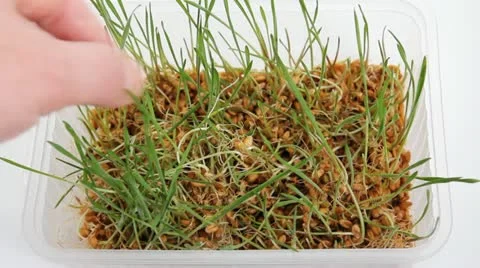 Sprouted wheat Stock Footage 17872307