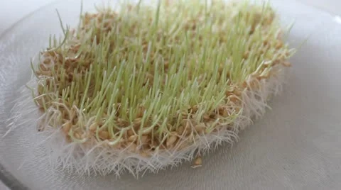 Sprouted Wheat Stock Footage 22004686
