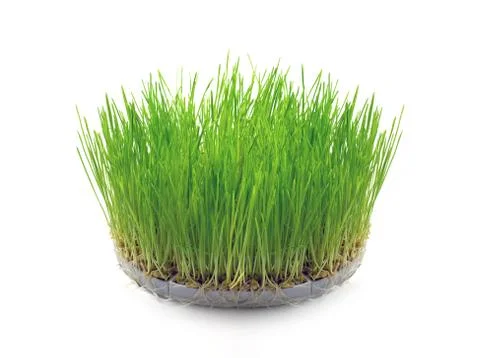 Sprouted wheat grain in the form of grass Foto stock