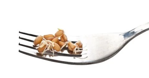 Sprouted wheat grains closeup on a fork. Stock Photos