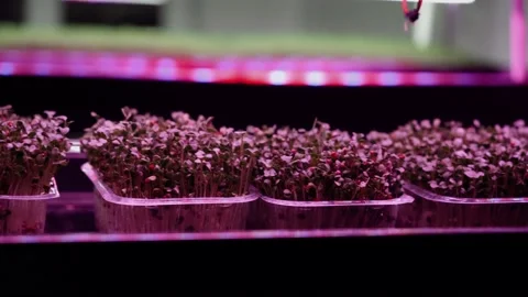 Sprouted wheat grains. Germination of microgreens at home 4k Stock Footage 234423347