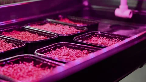 Sprouted wheat grains. Germination of microgreens at home Stock Footage 234423715