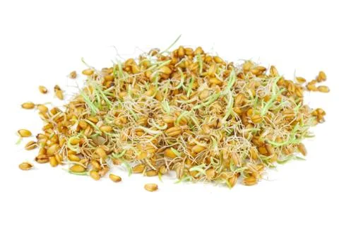 Sprouted wheat grains Stock Photos