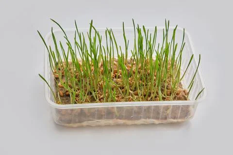 Sprouted wheat grains in a plastic container on white table. Stock Photos