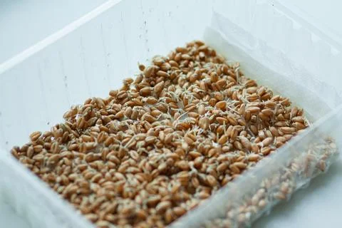 Sprouted wheat grains in a transparent container Stock Photos