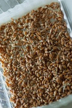 Sprouted wheat grains in a transparent container Stock Photos