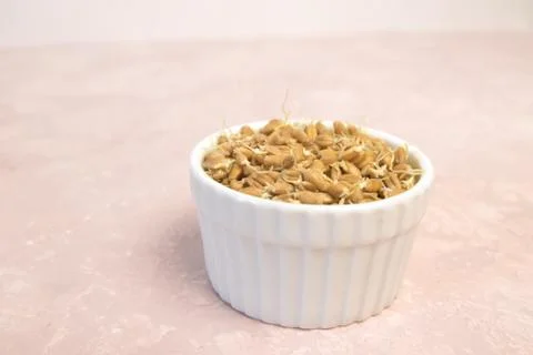 Sprouted wheat on a light background. toned 写真素材