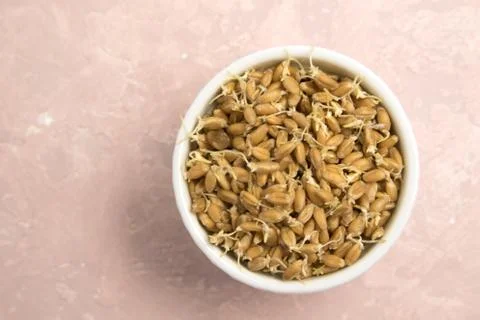 Sprouted wheat on a light background. toned Stock Photos