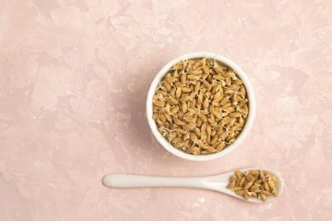 Sprouted wheat on a light background. toned Stock Photos