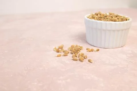 Sprouted wheat on a light background. toned Stock Photos