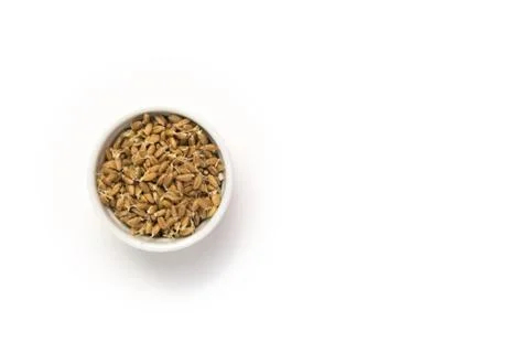 Sprouted wheat on a light background. toned 写真素材