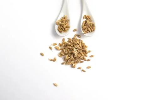 Sprouted wheat on a light background. toned Stock Photos