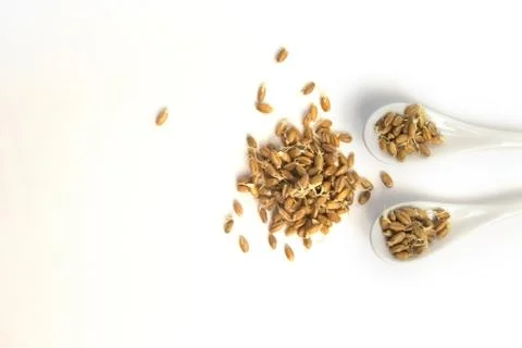 Sprouted wheat on a light background. toned Stock Photos
