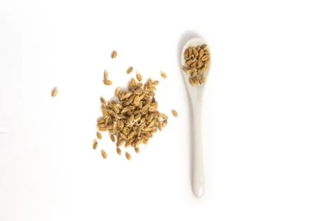 Sprouted wheat on a light background. toned Stock Photos