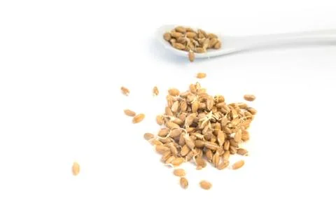 Sprouted wheat on a light background. toned Stock Photos