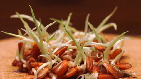 Sprouted wheat macro Video stock 91921076