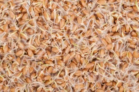 Sprouted wheat Foto stock