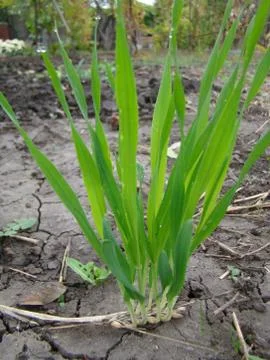 Sprouted wheat seed Foto stock