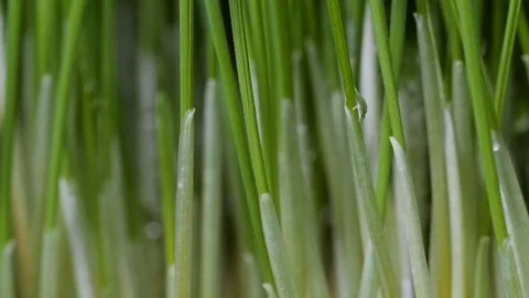 Sprouted wheat seeds. Wheat sprouts. Microgreens. Wheatgrass. Green grass.  Stock Footage 72444301