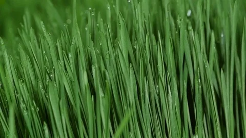 Sprouted wheat seeds. Wheat sprouts. Microgreens. Wheatgrass. Green grass. Stock Footage 72444369