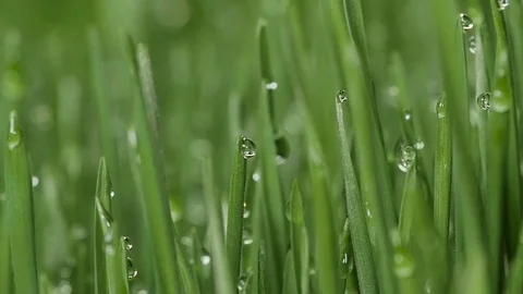 Sprouted wheat seeds. Wheat sprouts. Microgreens. Wheatgrass. Green grass. Dew o Stock Footage 72444447