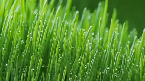 Sprouted wheat seeds. Wheat sprouts. Microgreens. Wheatgrass. Green grass. Dew o Video stock 72444541