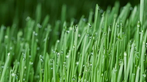 Sprouted wheat seeds. Wheat sprouts. Microgreens. Wheatgrass. Green grass. Dew o Stock Footage 72453606