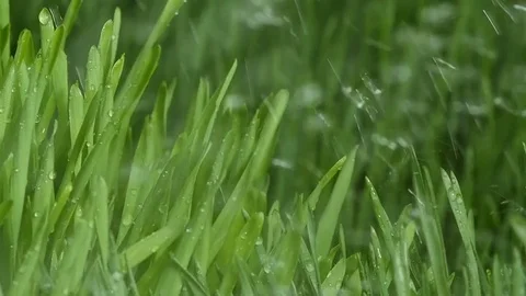 Sprouted wheat seeds. Wheat sprouts. Microgreens. Wheatgrass. Green grass. Dew o Stock Footage 72453695