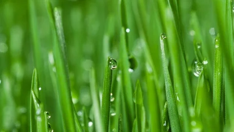 Sprouted wheat seeds. Wheat sprouts. Microgreens. Wheatgrass. Green grass.  Video stock 74573892