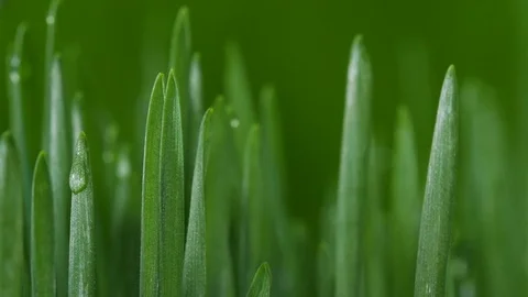 Sprouted wheat seeds. Wheat sprouts. Microgreens. Wheatgrass. Green grass.  Stock Footage 74574596