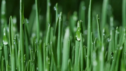 Sprouted wheat seeds. Wheat sprouts. Microgreens. Wheatgrass. Green grass.  Stock Footage 74575482
