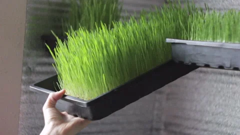 Sprouted wheat seeds. Wheat sprouts. Microgreens. Wheatgrass. Stock Footage 113449346