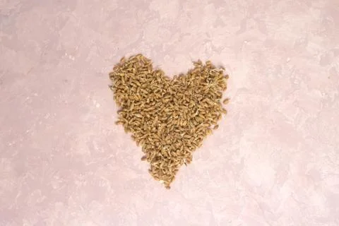 Sprouted wheat in shape of heart on a light background. toned Stock Photos