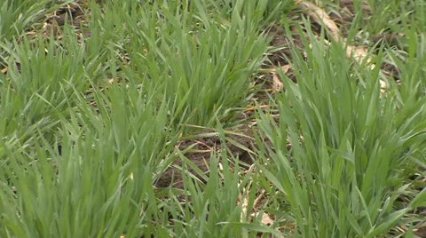 Sprouted wheat in spring Stock-Footage 36987078