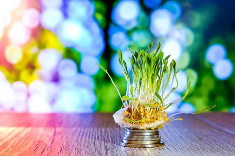 Sprouted wheat on stack of coins nature background. Roots, food, health. Micr 写真素材