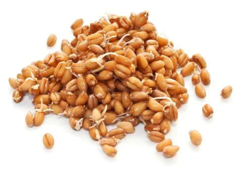 Sprouted wheat on a white background. Stock Photos