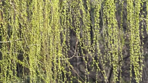 The sprouted willow branches in spring swing with the wind Stock Footage 158410996
