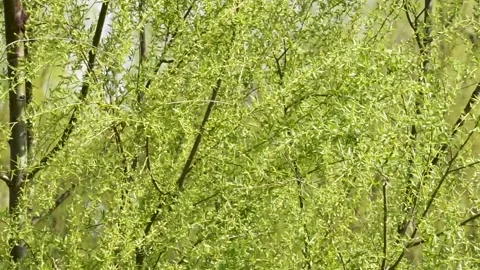 The sprouted willow branches in spring swing with the wind Stock Footage 158411048
