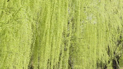 The sprouted willow branches in spring swing with the wind Stock Footage 158411068