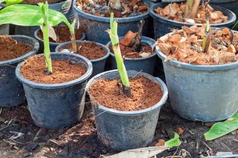 Sprouting banana Foto stock