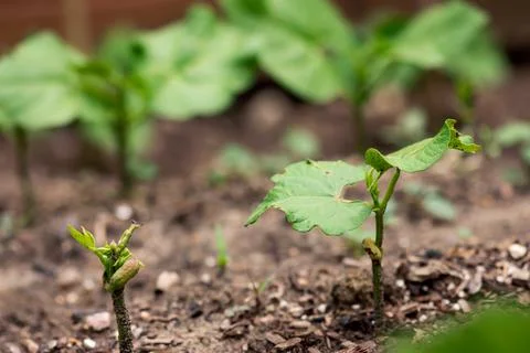 Sprouting Bean Plants Foto stock