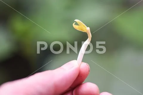Sprouting beans on hand planting bean sprout seed growing agriculture Stock Photos